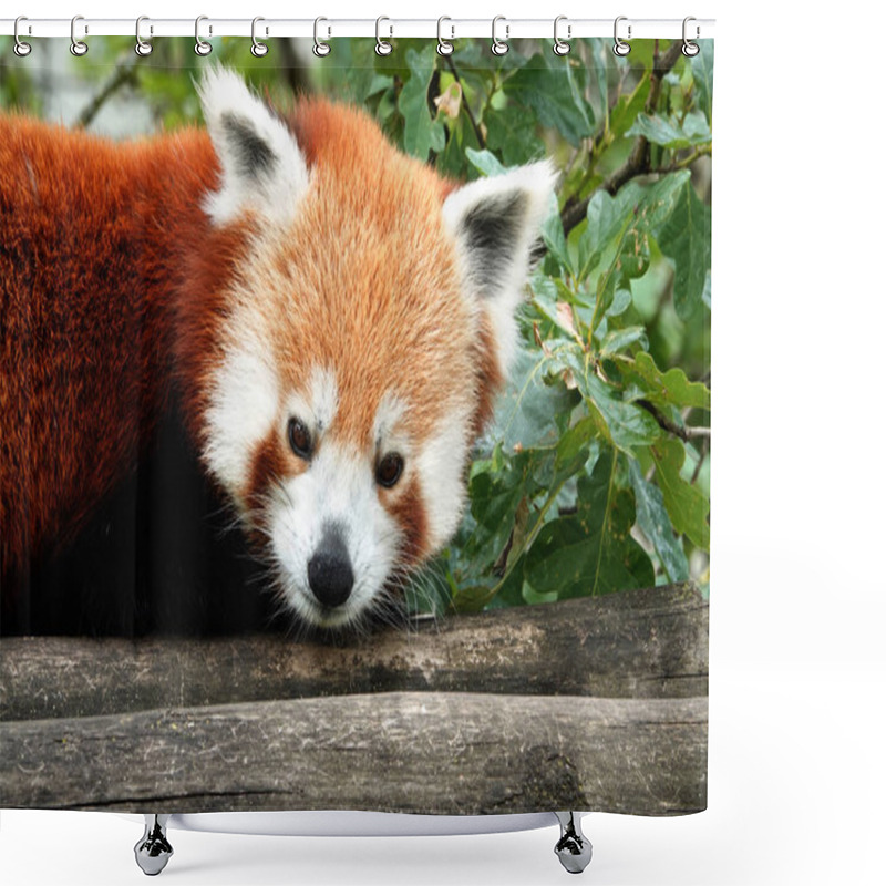 Personality  A Red Panda At The Zoo In Antwerp, Belgium. Shower Curtains