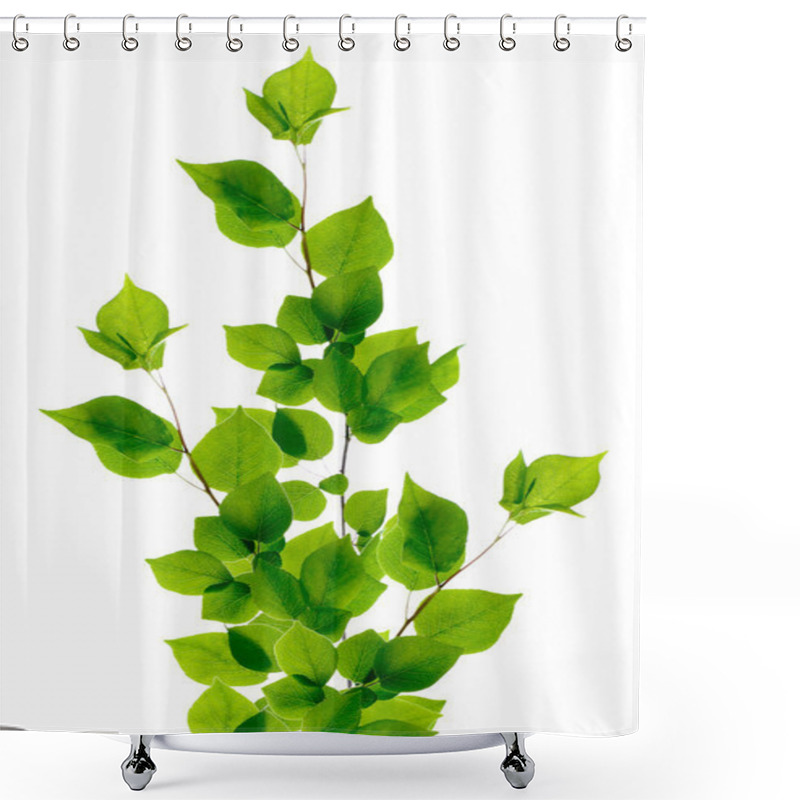 Personality  Birch Branch Isolated Shower Curtains