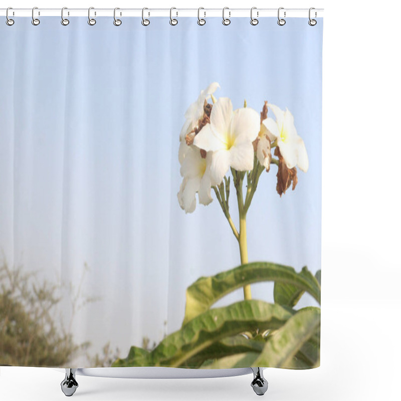 Personality  Plumeria Pudica Flower Plant On Nursery For Sell Are Cash Crops. Have Anti-allergic, Laxative, Carminative, Cytotoxic, Anti Microbial, Anti Inflammatory, Antiulcer, Anti Leprosy, Diuretic,anti-ascites Shower Curtains