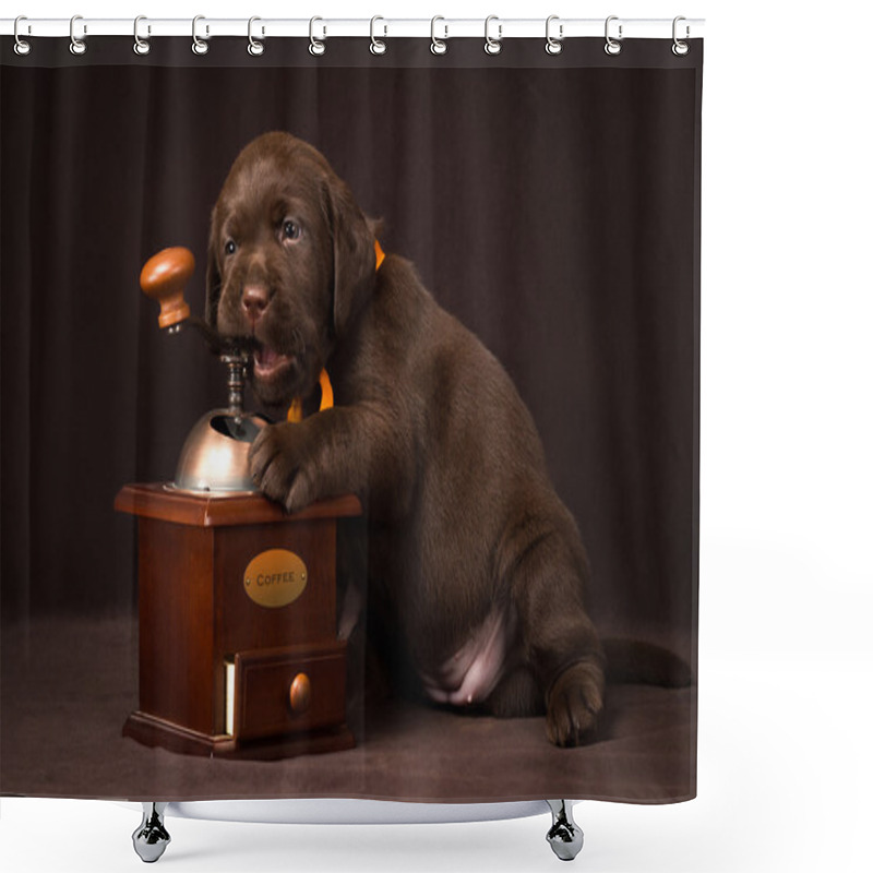 Personality  Chocolate Labrador Puppy Sitting On Brown Background And Gnaws A Wooden Coffee Grinder Shower Curtains