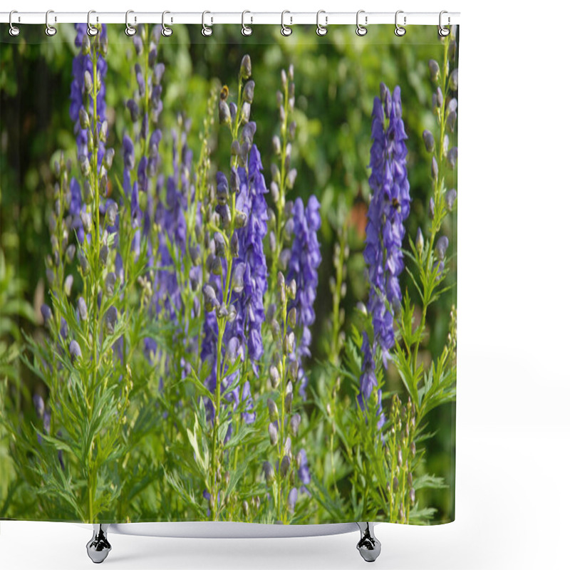 Personality  Aconitum Napellus, Also Known As Monkshood Or Wolf's Bane, A Poisonous Perennial Herb Shower Curtains