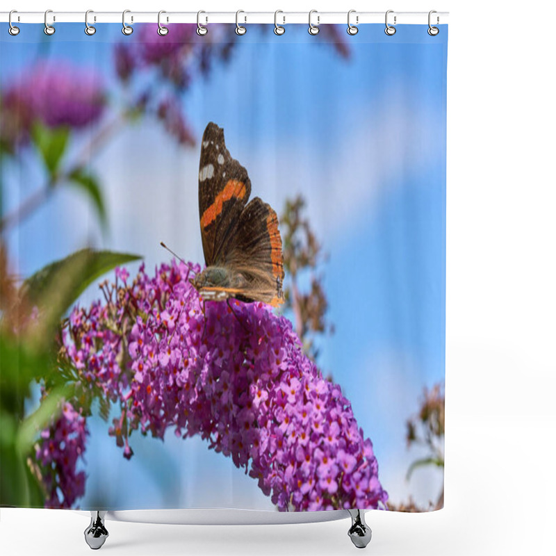 Personality  Red Admiral Butterfly, Papilio Atalanta Sitting On A Sweet Butterfly Bush Shower Curtains