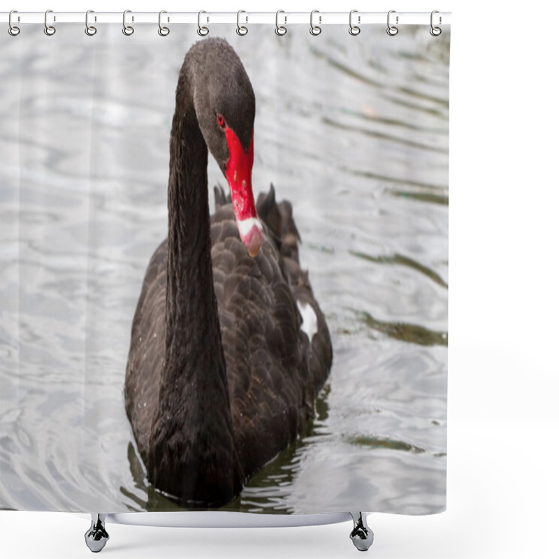 Personality  Black Swan Shower Curtains