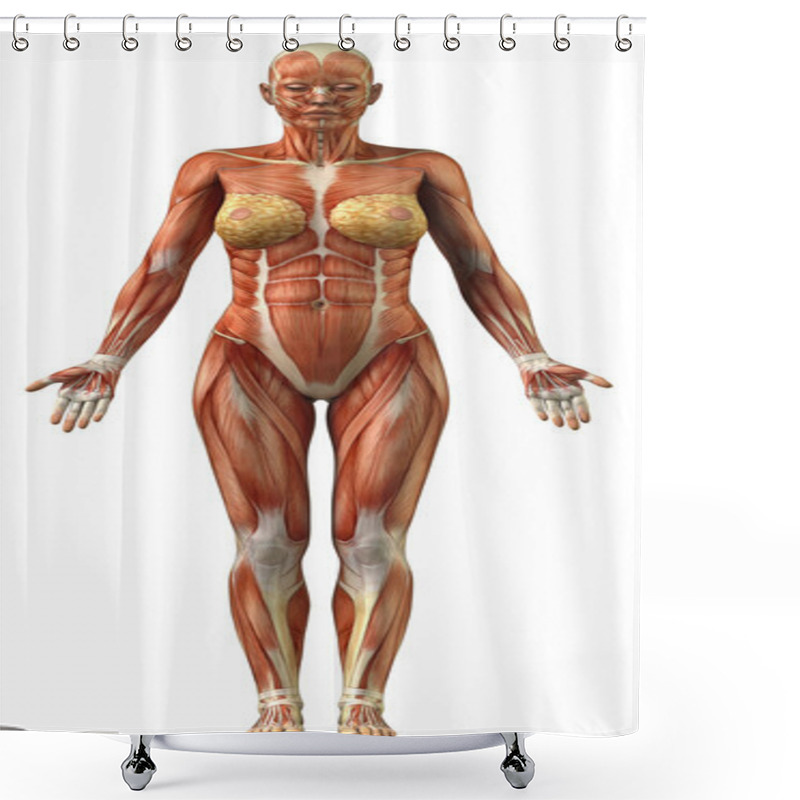 Personality  Anatomy Of Female Muscular System Shower Curtains