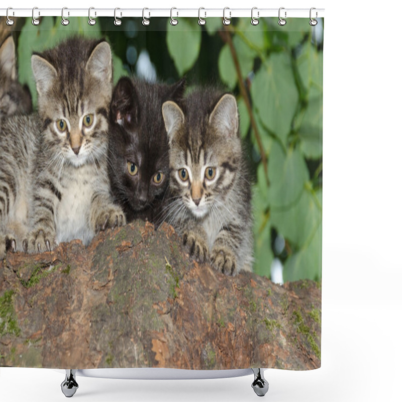 Personality  Three Young Wild Cats Shower Curtains