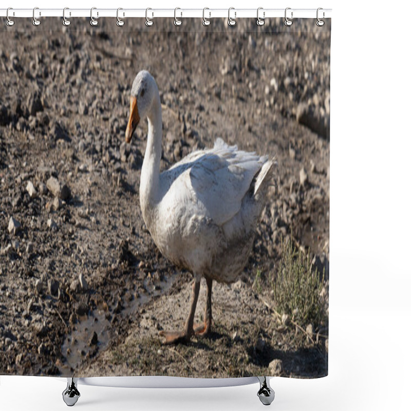 Personality  Legart Danish Domestic Geese. A Bird Grazes Near A Stream. Shower Curtains