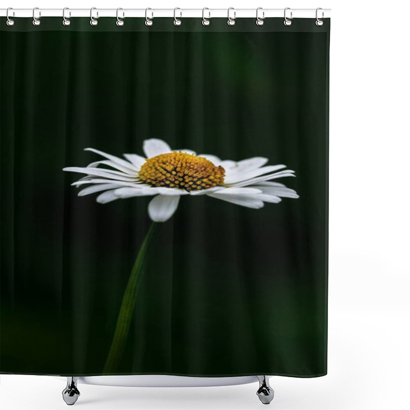 Personality  Delicate White Daisy Blossom Against A Dark Background Shower Curtains