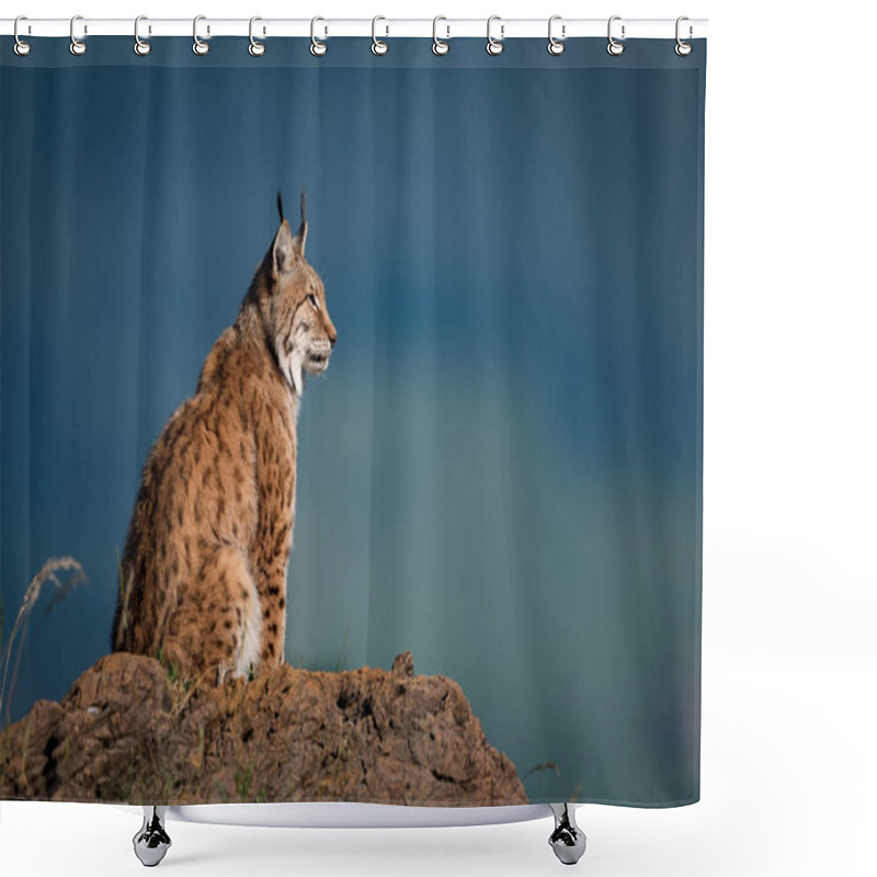 Personality  Lynx In Profile On Rock Looking Up Shower Curtains