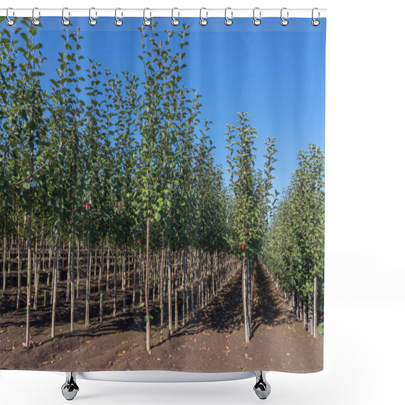 Personality  View In The Rows Of A Tree Nursery With Numerous Young Apple Trees Shower Curtains