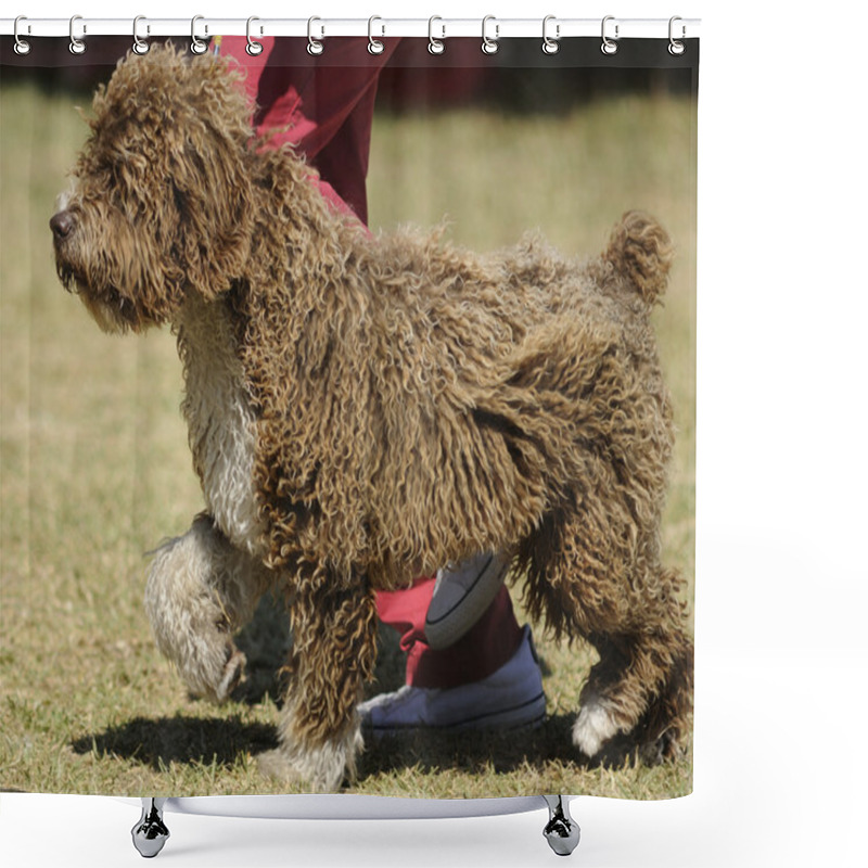 Personality  Spanish Water Dog Shower Curtains