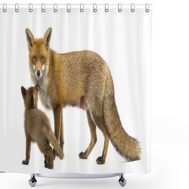 Personality  Mother Fox With Her Cub (7 Weeks Old) In Front Of A White Backgr Shower Curtains