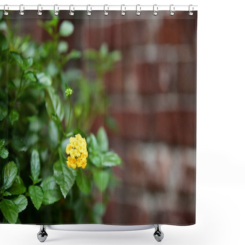 Personality  The Radiant Golden Hues Of Lantana Camara Flowers Create A Stunning Interplay With Lush Greenery And The Rustic Tones Of A Red Brick Wall, Forming A Captivating And Colorful Visual Feast. Shower Curtains