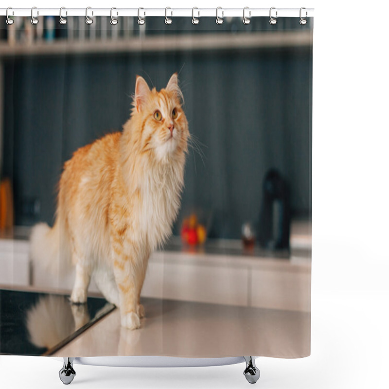 Personality  Ginger Big Cat Walking On A White Kitchen Table.  Shower Curtains