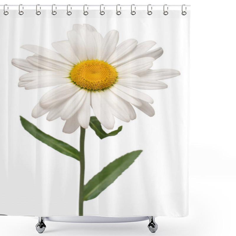 Personality  One White Daisy Flower Isolated On White Background. Flat Lay, T Shower Curtains