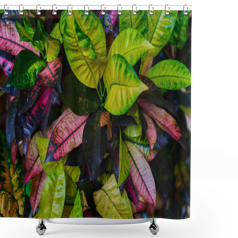 Personality  Codiaeum Variegatum (garden Croton Or Variegated Croton) Foliage With Flowers, Croton Leaves On Branch In Nature Garden. Beautiful, Colourful, Variegated Flower With Green, Red And Yellow Leaves. Shower Curtains