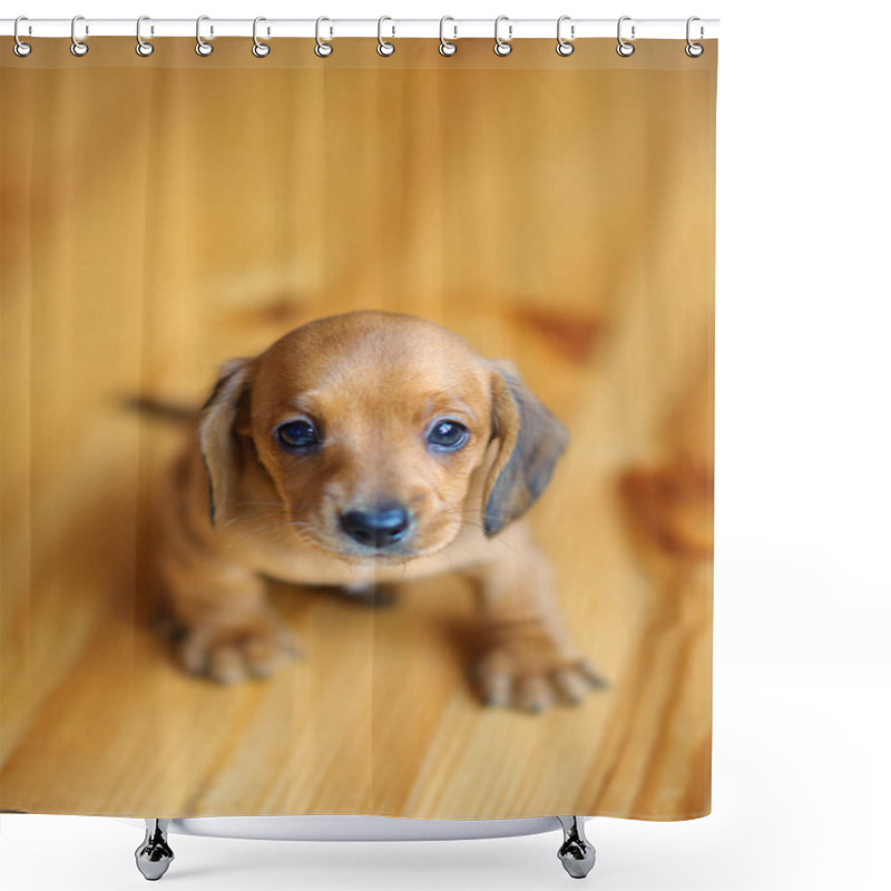 Personality  Beautiful Cute Dachshund Puppy Shower Curtains