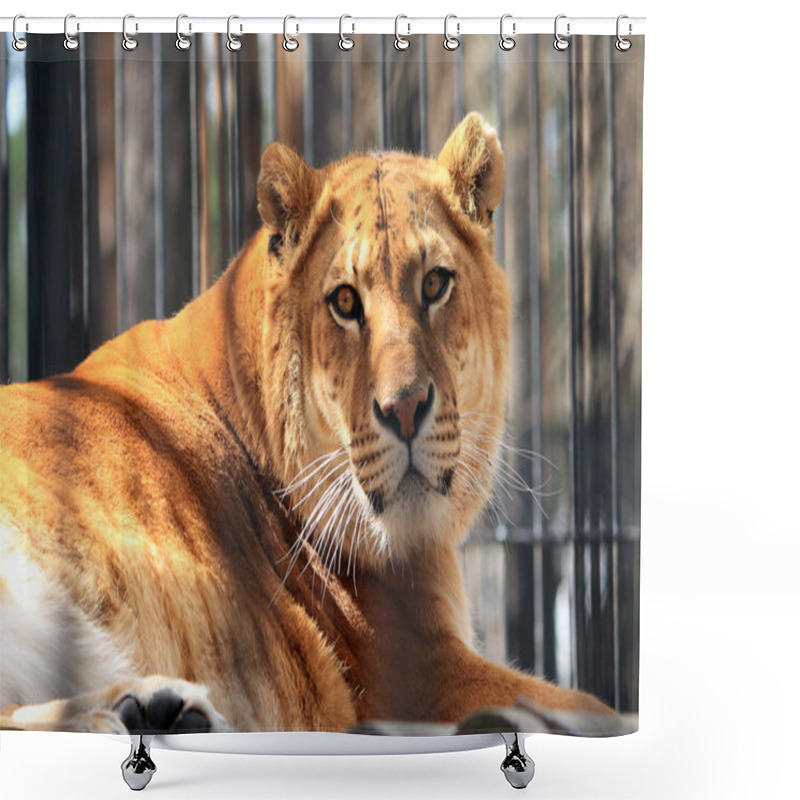 Personality  Liger Shower Curtains