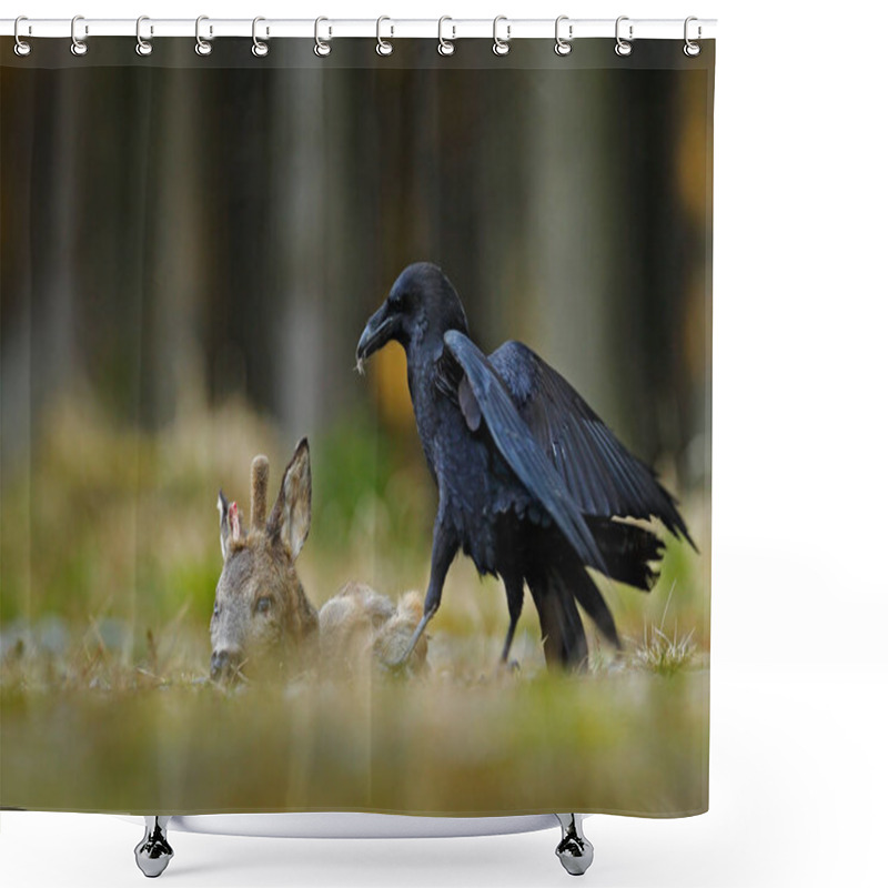 Personality  Raven With Dead European Roe Deer, Carcass In The Forest. Black Bird With Head On The The Forest Road. Animal Behavir, Feeding Scene In Germany, Europe. Shower Curtains