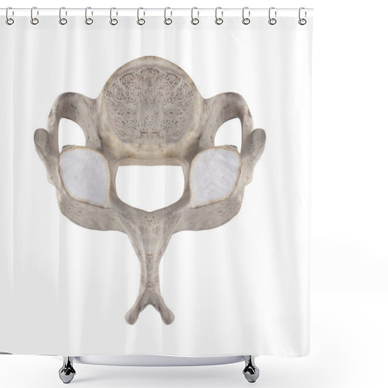 Personality  C5 Cervical Vertebra Isolated On White Top Superior View Shower Curtains