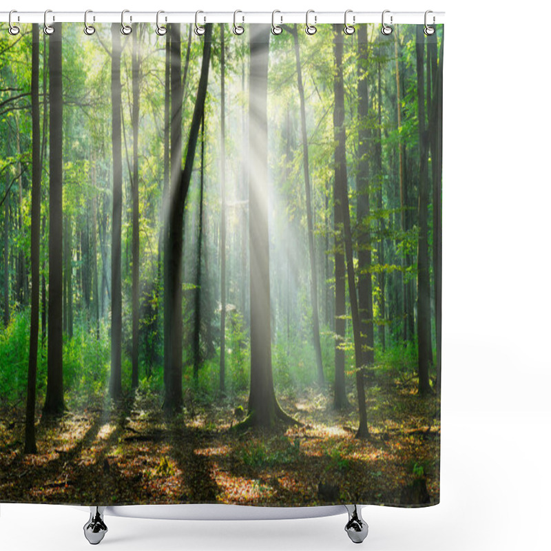 Personality  Beautiful Sunny Morning In The Green Forest Shower Curtains