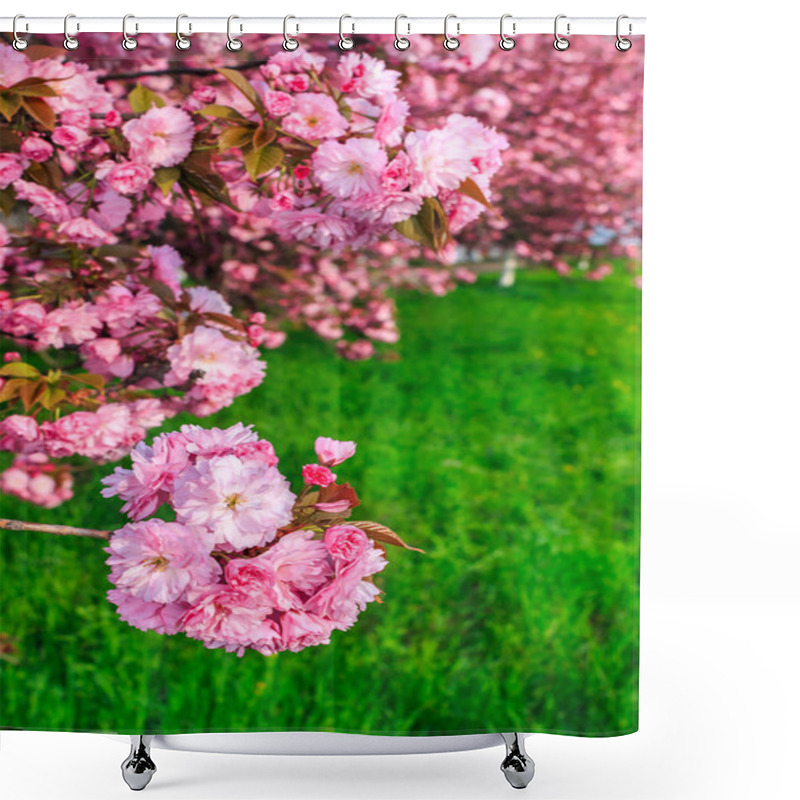 Personality  Pink Flowers Of Sakura Branches Above Grass Shower Curtains