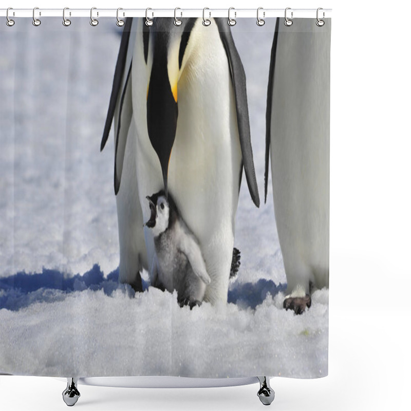 Personality  Emperor Penguin With Chick Shower Curtains