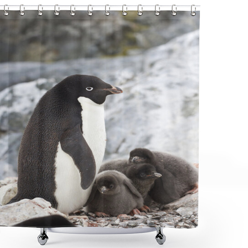 Personality  Female Adelie Penguin And Three Chicks In The Nest Shower Curtains