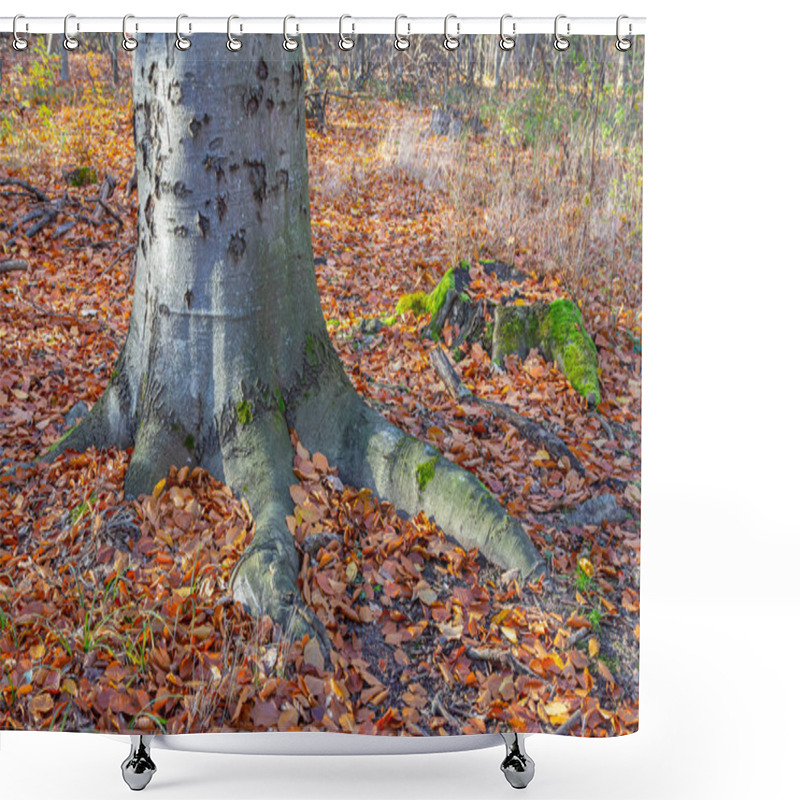 Personality  A Close-up Of A Forest Floor Covered In Autumn Leaves, Bathed In The Golden Light Of The Setting Sun. Large Tree Roots, Covered In Moss, Spread Across The Ground, Mystic, Enchanting. Shower Curtains