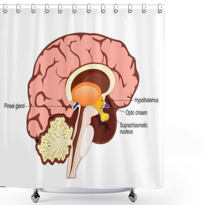 Personality  Human Brain With Part Of Limbic System, And Cerebral Cortex, Suprachiasmatic Nucleus, Optic Chiasm, Hypothalamus, And Pineal Gland. Regulation Of Circadian Rhythms And The Sleep-wake Cycle In The Brain. Human Anatomy. Vector Illustration.  Shower Curtains