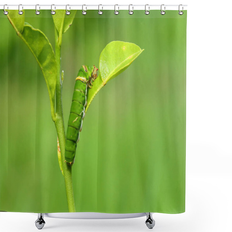 Personality  Butterfly Caterpillar Eating Kaffir Lime Leaves. Shower Curtains