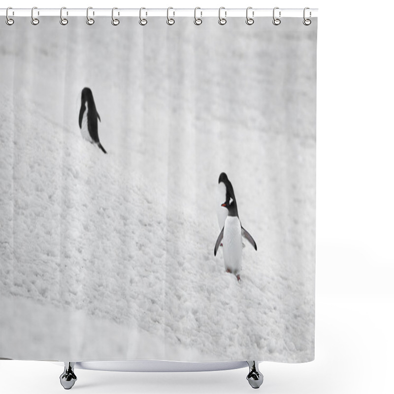 Personality  Gentoo Penguins In Snow Shower Curtains