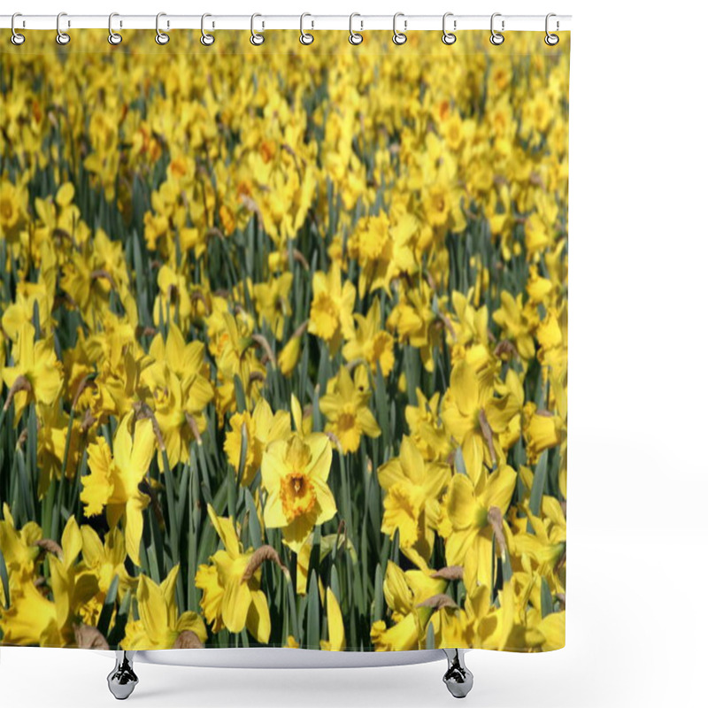 Personality  Narcissus, Bright Yellow Flowers Shower Curtains