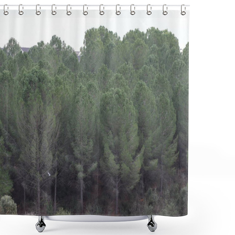 Personality  Pinus Pinea (also Known As Stone Pine Or Umbrella Pine) Forest Shower Curtains