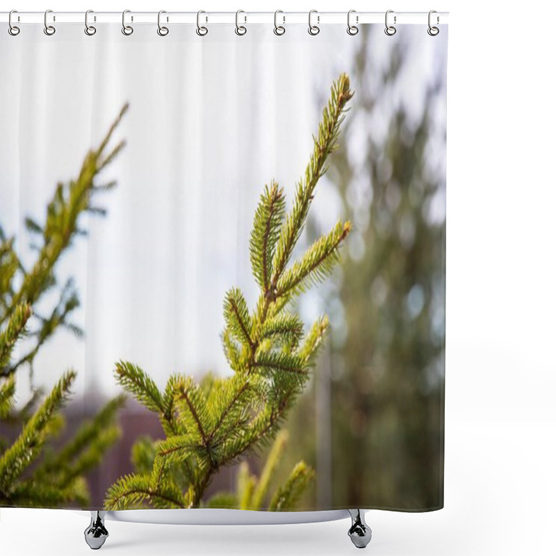 Personality  Green Fir Branches In Sunlight  A Symbol Of New Year And Holiday Spirit Shower Curtains