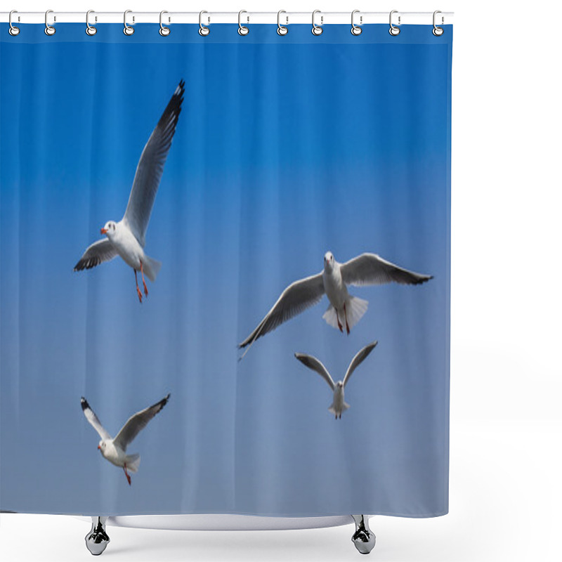 Personality  Common Black-headed Gull  Shower Curtains