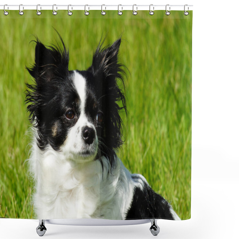 Personality  Chihuahua Dog Shower Curtains