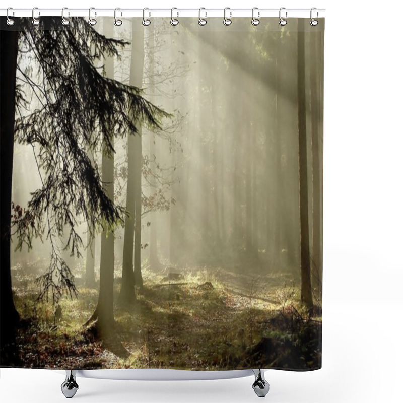 Personality  Late Autumn Coniferous Forest At Dawn Shower Curtains