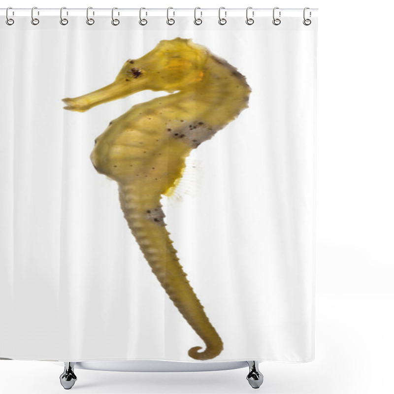 Personality  Longsnout Seahorse Or Slender Seahorse, Hippocampus Reidi Yellowish, In Front Of White Background Shower Curtains