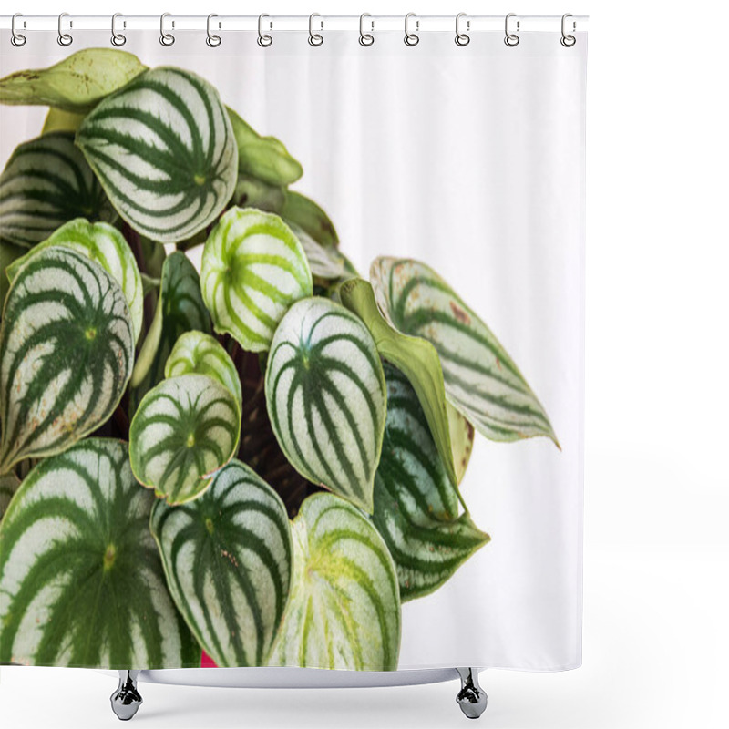 Personality  Watermelon Peperomia (peperomia Argyreia) Plant With The Attractive Stripy Pattern On White Background. Shower Curtains