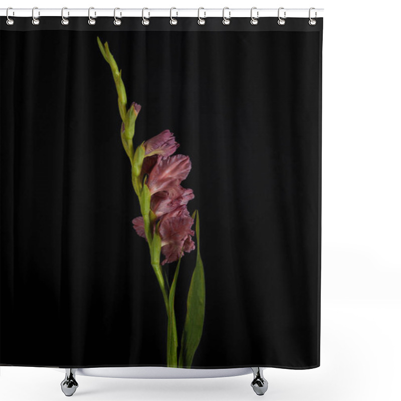 Personality  Beautiful Violet Gladiolus With Buds And Green Leaves Isolated On Black Shower Curtains