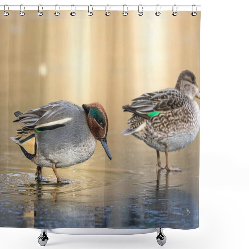 Personality  Beautiful Teal Duck Couple Standing On The Iced Pond Called Jacobiweiher Not Far Away From Frankfurt, Germany At A Cold Day In Winter. Shower Curtains