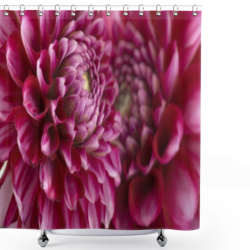 Personality  Close-up View Of Beautiful Blooming Dahlia Shower Curtains