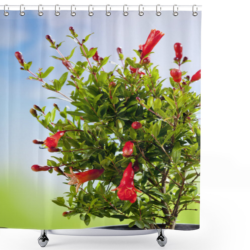 Personality  Pomegranate Blossom On Bush Shower Curtains