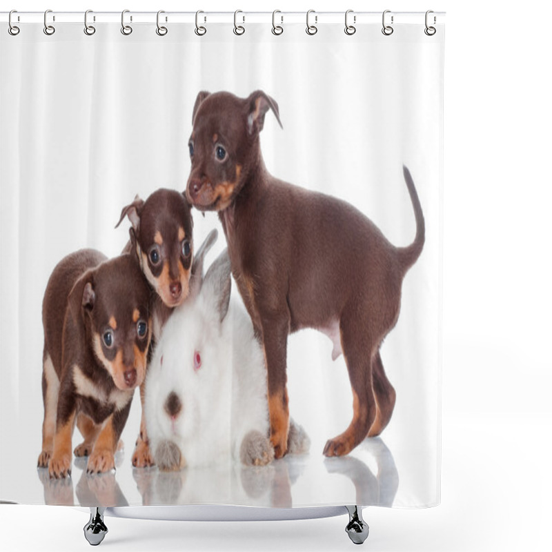 Personality  Adorable Russian Toy Terrier Puppies With A Rabbit Shower Curtains