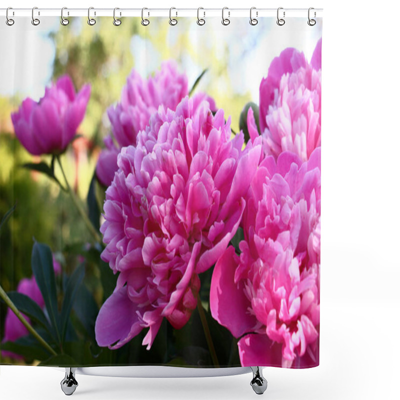 Personality  Large Flowers Of A Peony, Terry With Pink Petals, Are Decoration Of A Garden At Any Time. Shower Curtains