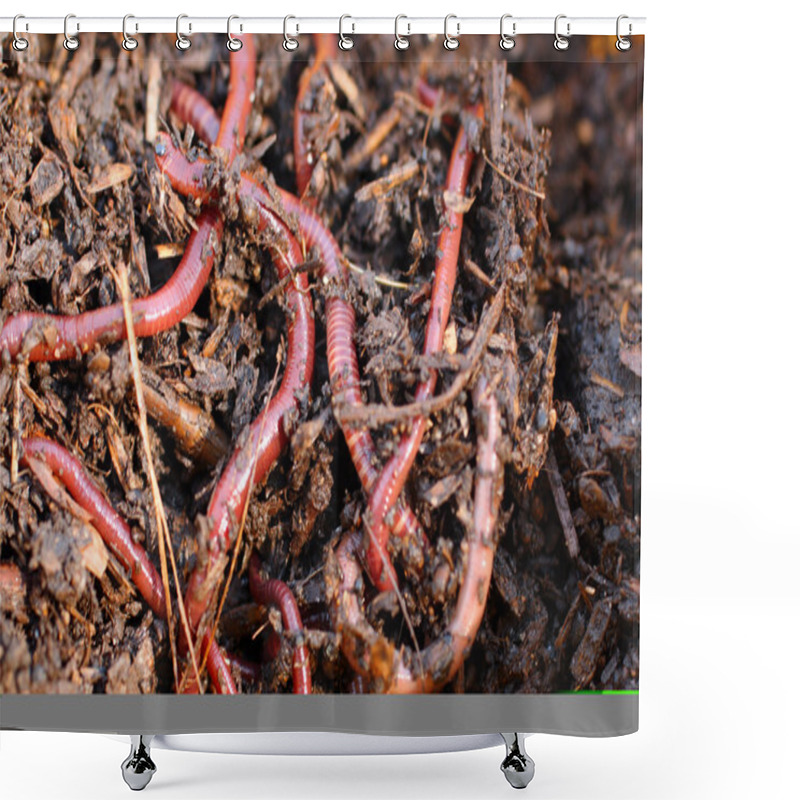 Personality  Red Worms In Compost Shower Curtains