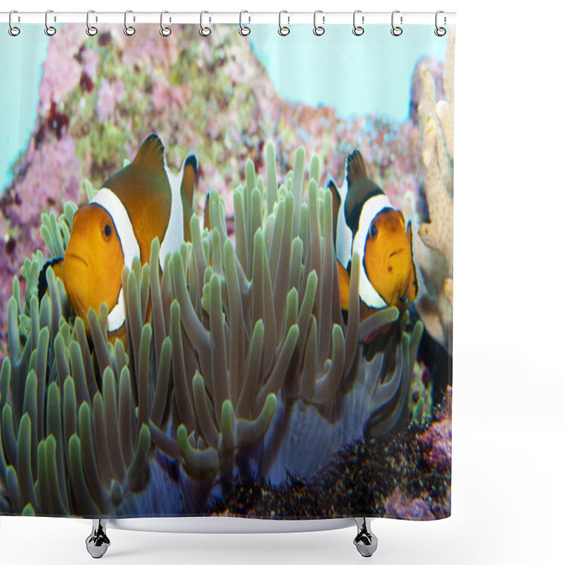 Personality  Clown Fish In Anemone Shower Curtains