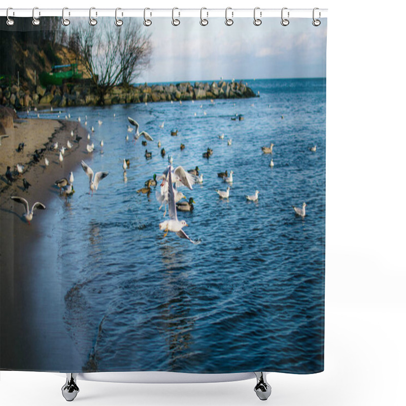 Personality  Seagulls And Pigeons On The Seashore In Winter Shower Curtains