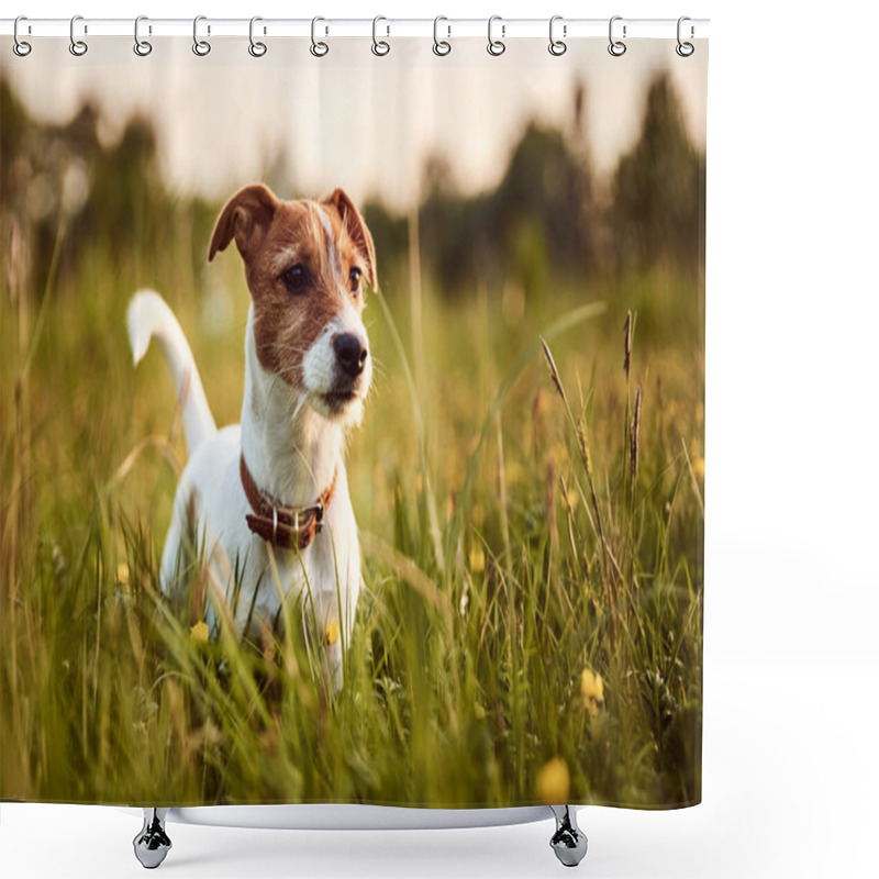 Personality  Portrait Of Jack Russell Terrier Dog Outside In The Evening Shower Curtains