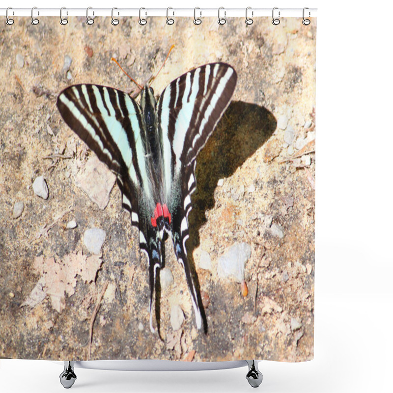 Personality  Zebra Swallowtail (Eurytides Marcellus) Shower Curtains